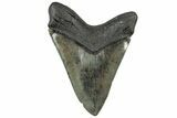 Huge Fossil Megalodon Tooth - South Carolina #325246-2